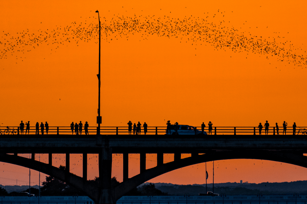 Bats emerging from the bridge in Austin Texas