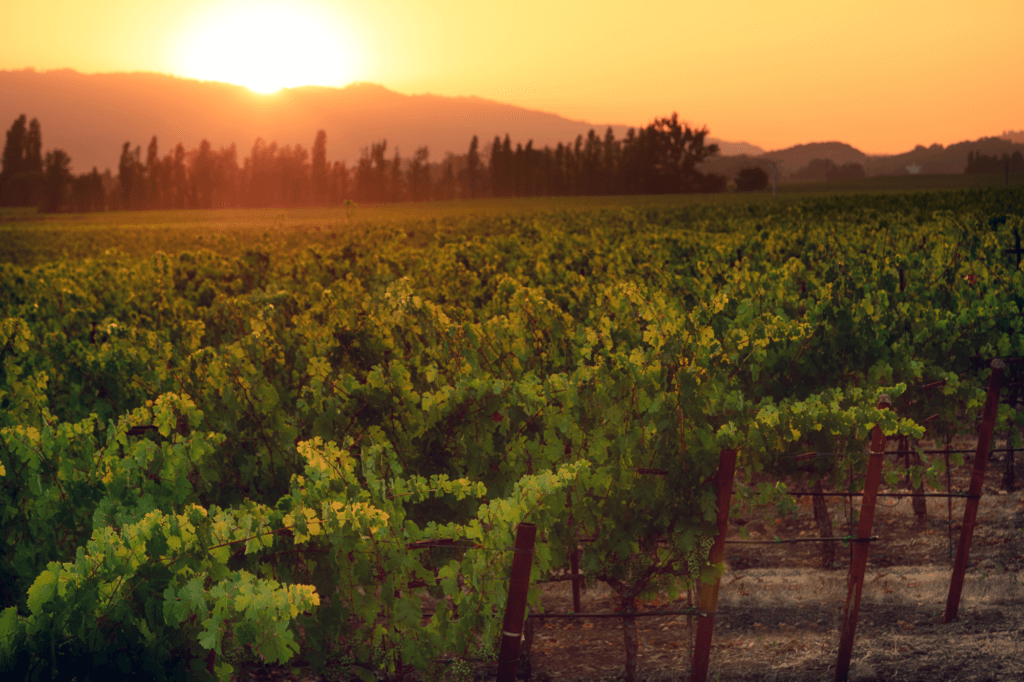 a view of a vineyard in Napa, California