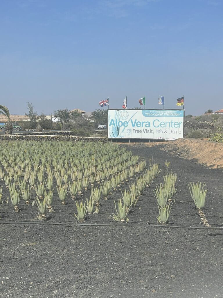 The Finca Canarias Aloe Vera farm located on Fuerteventura Canary Islands