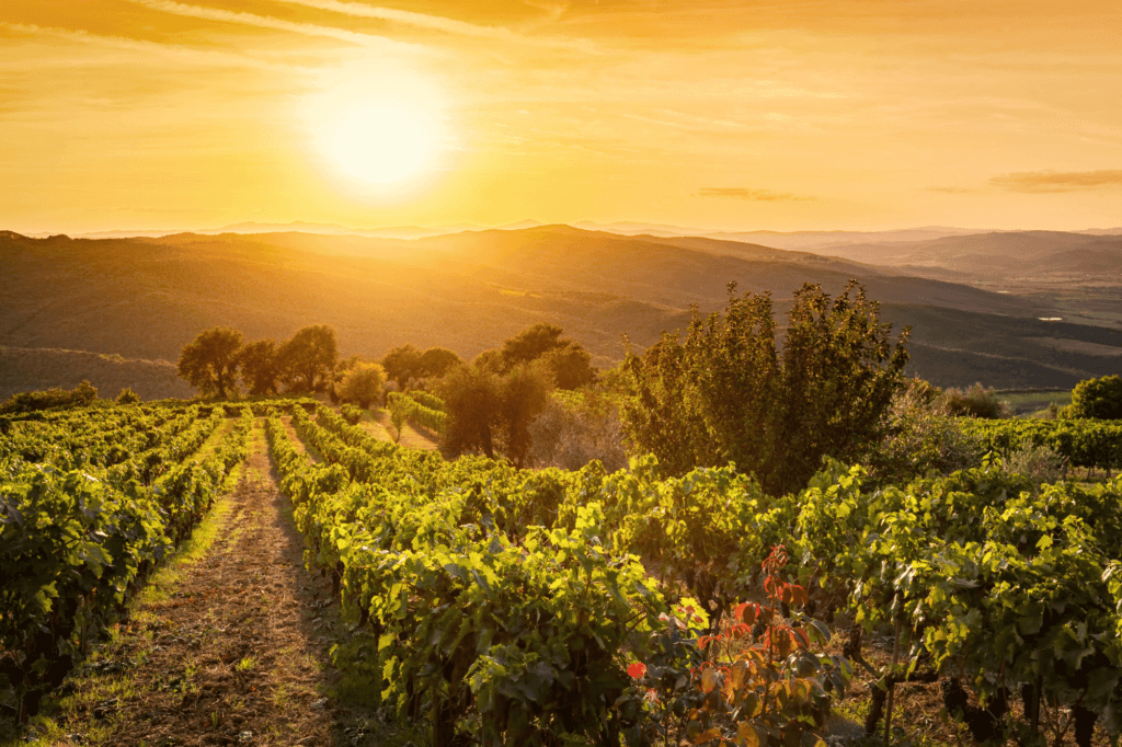 sunset over the vineyards in Tuscany Italy