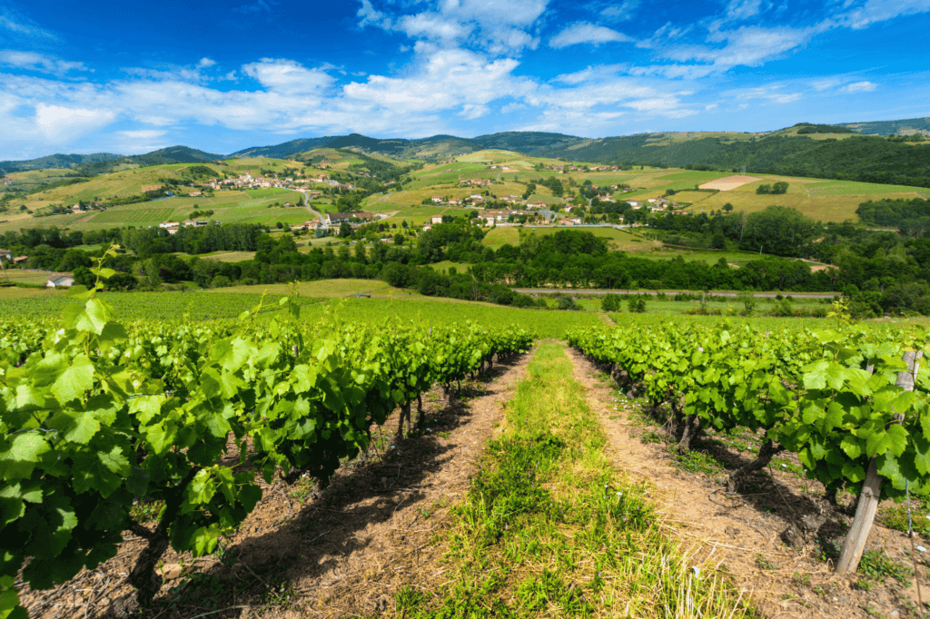 Beaujolais Wine Region vineyard